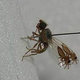 Illustration for article titled This amazing fruit fly evolved to have pictures of ants on its wings